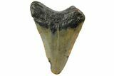 Juvenile Megalodon Tooth - North Carolina #152861-1